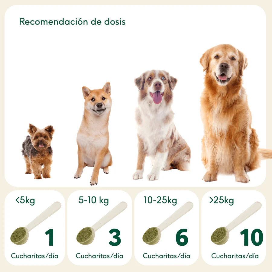 Mejillón de labio verde liofilizado Wild Balance